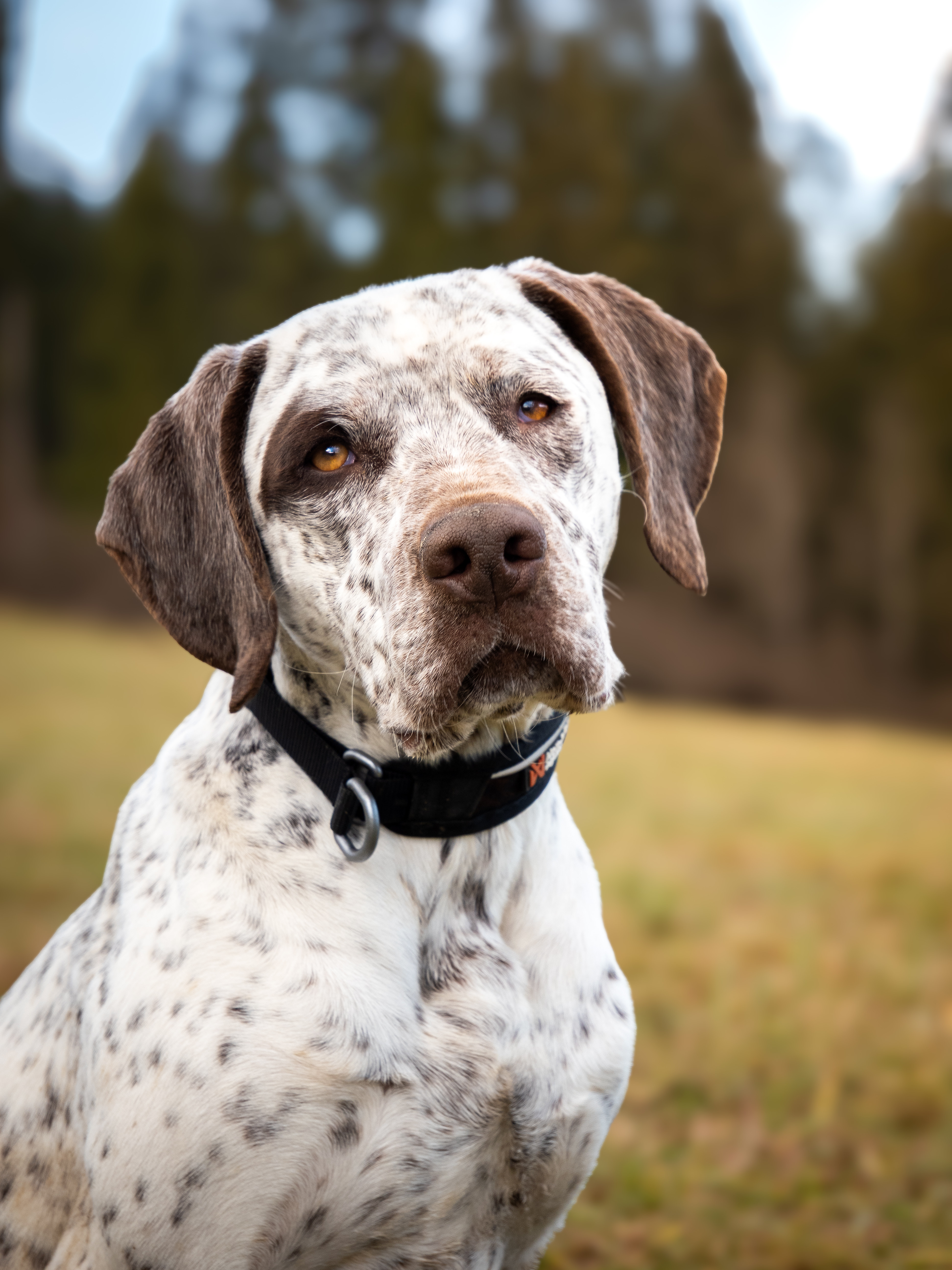 BarneyZDyjskehoKanonu