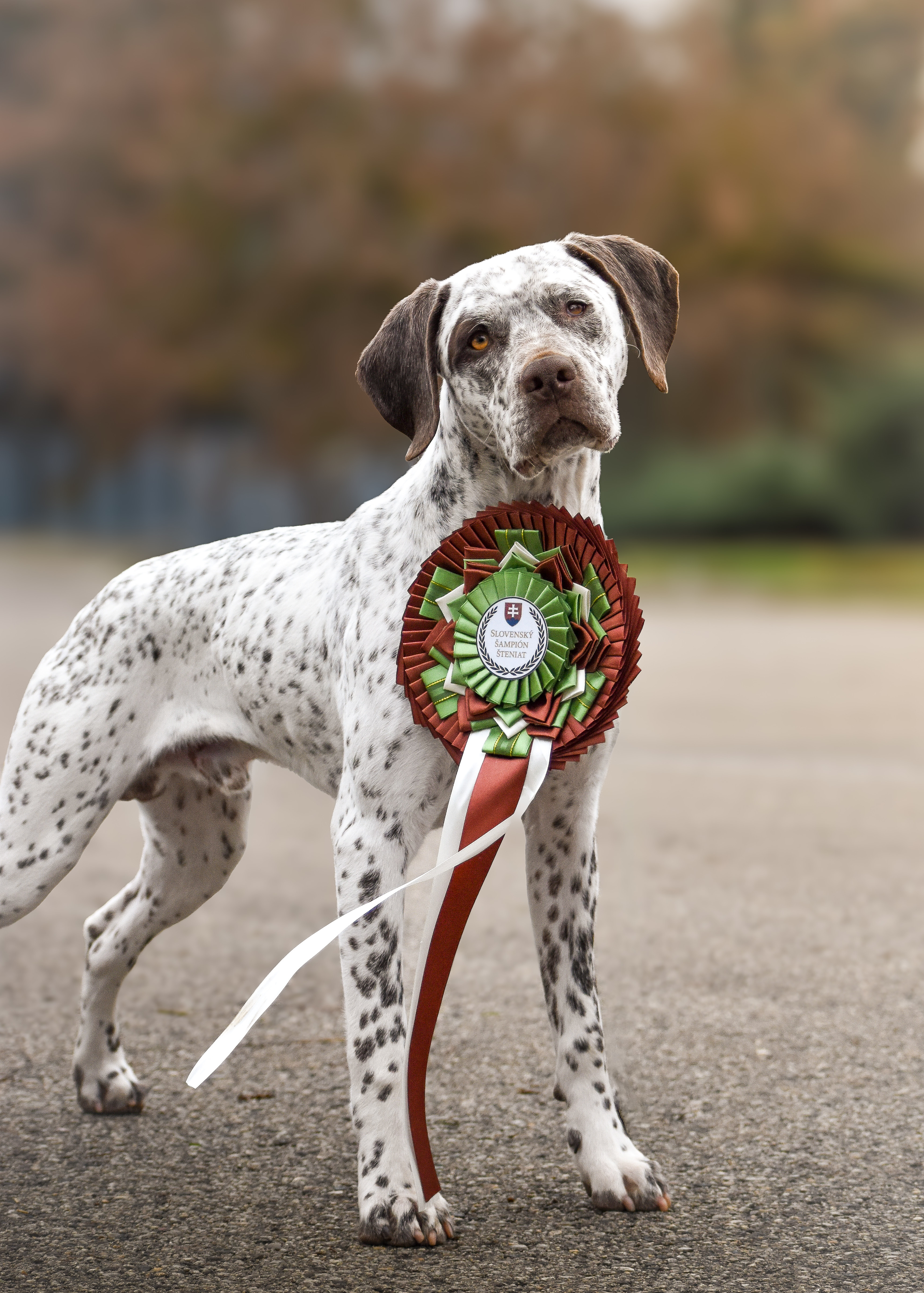 BarneyZDyjskehoKanonu