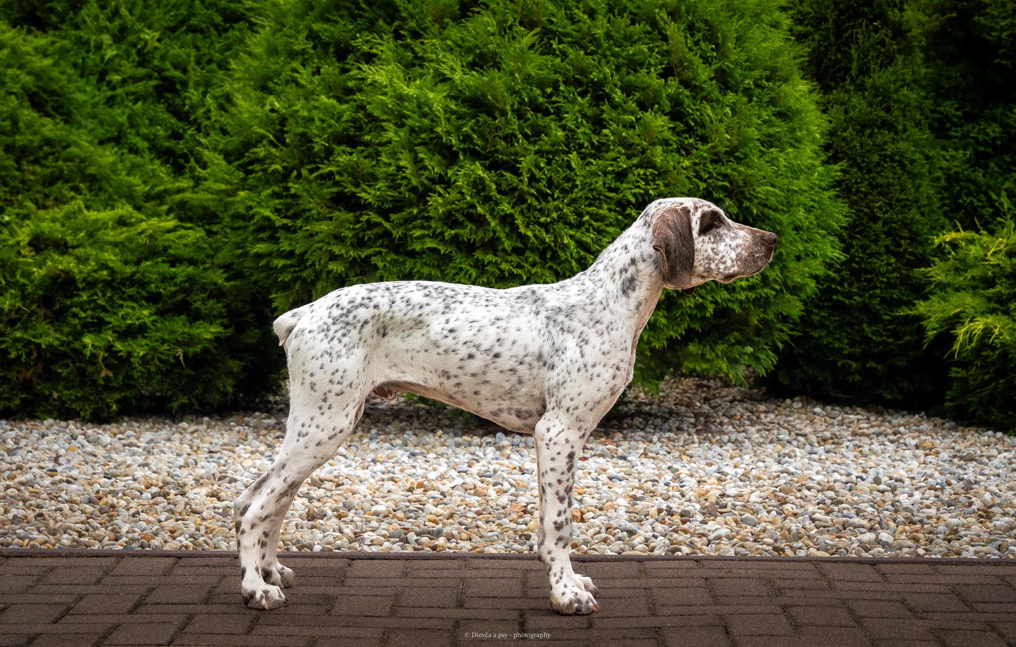 BarneyZDyjskehoKanonu