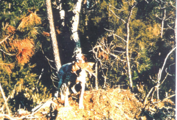 Field trial, Faux la Montagne, 1989
