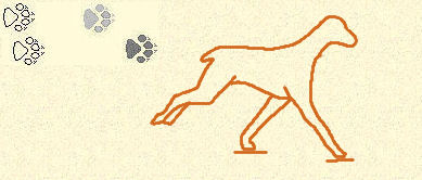 Sixth step of transverse gallop