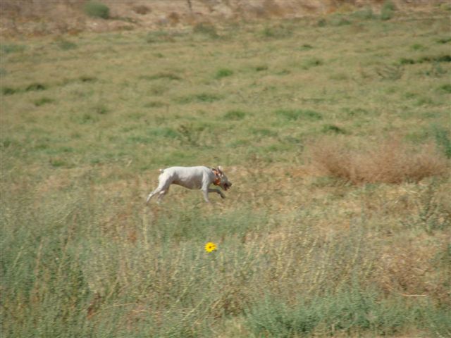 Cody searching