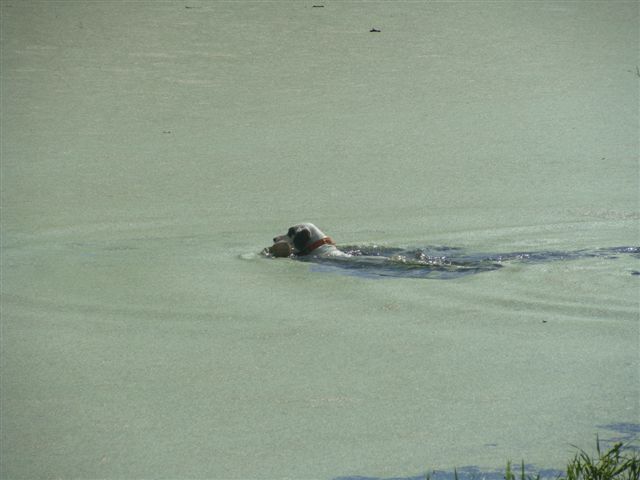 Cody swimming in nasty yucky green water