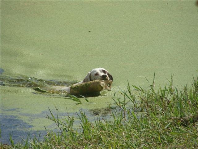  Cody nageant dans l'eau saumâtre verte