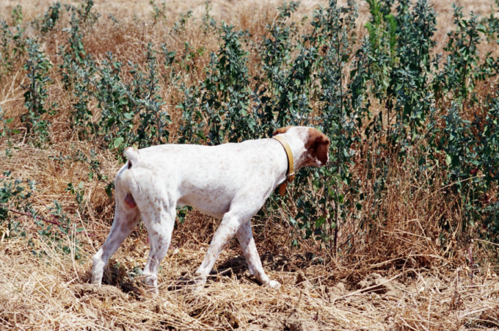 Gueret de la Folieche