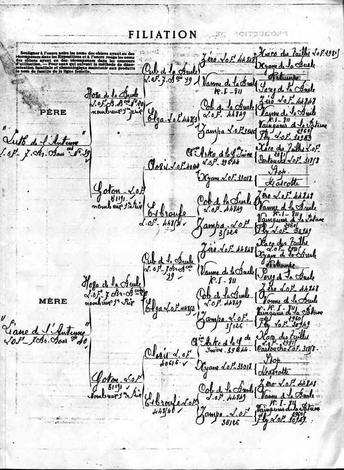 Pedigree de Vic de l'Antenne