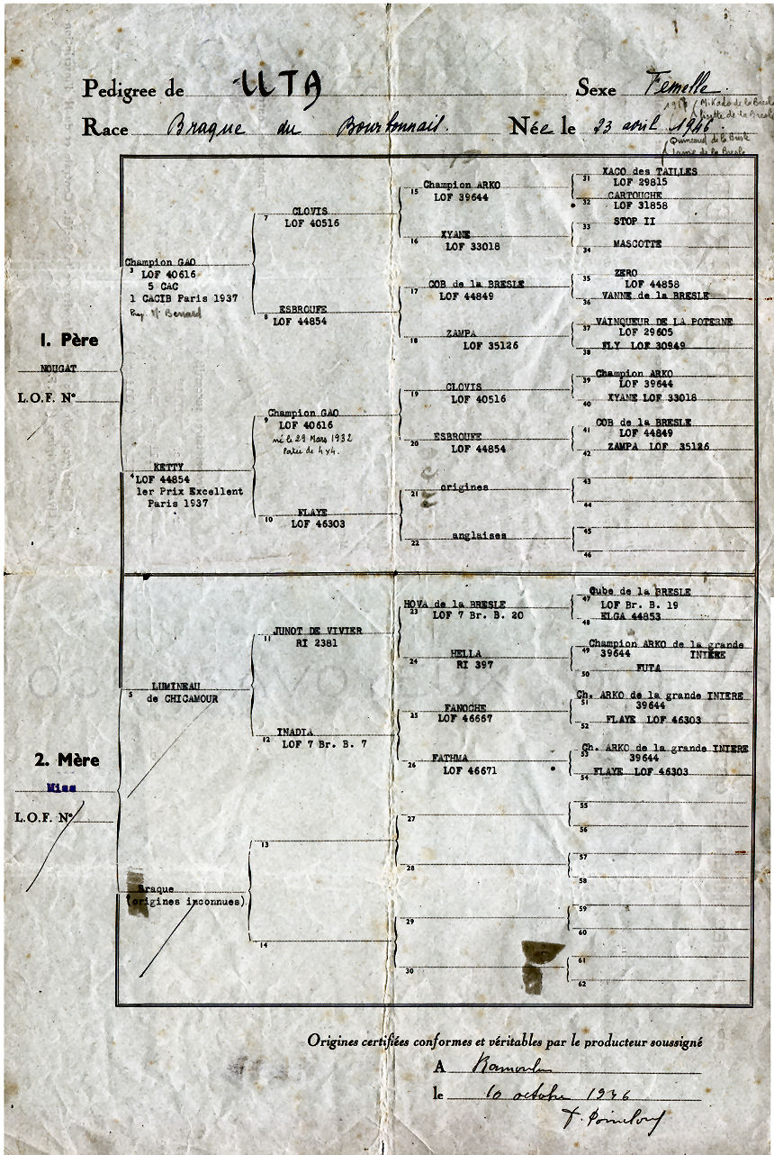 Pedigree (Registre Initial) de Uta